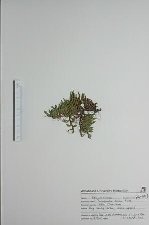 Selaginella densa (Little Club-moss): Little Club-moss