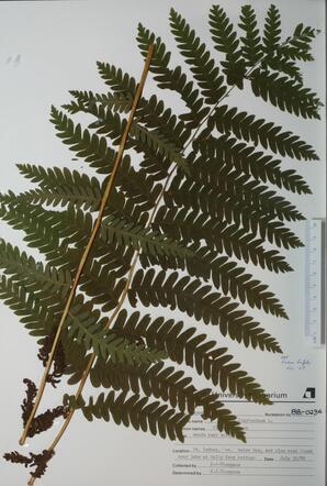   Osmunda Claytoniana (Claytons Fern)   