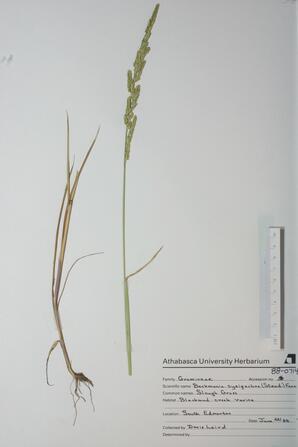 Beckmania syzigachne (Slough Grass): Slough Grass