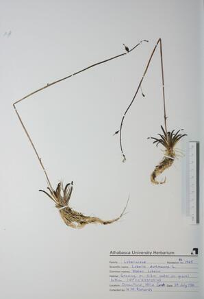   Lobelia dortmanna (Water Lobelia)   