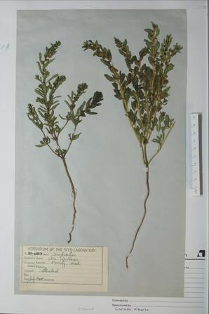 Iva axillaris (Poverty weed): Poverty weed
