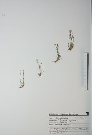  Arenaria capillaris (Sandwort)  