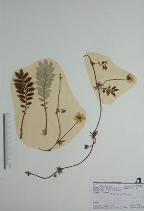 Potentilla anserina (Silverweed): Silverweed