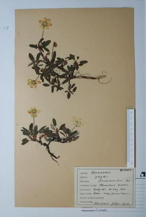 Dryas drummondi (Yellow Dryad): Yellow Dryad