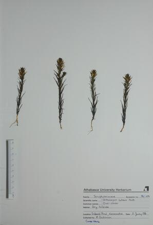  Orthocarpus luteus  (Owl-clover)  