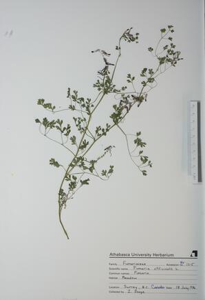   Fumaria officinalis (Fumaria)   