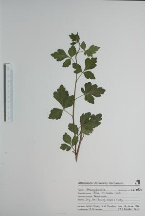 Rhus trilobata (Skunk-bush): Skunk-bush