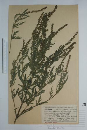 Ambrosia psilostachya (Perennial ragweed): Perennial ragweed