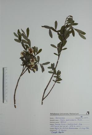 Salix pedicellaris (Willow): Willow