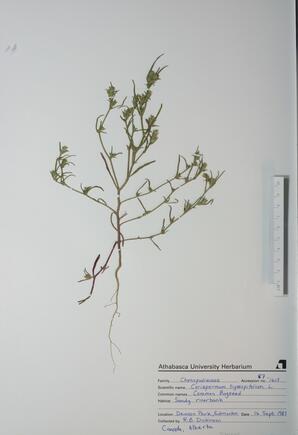 Corispermum hyssopifolium (Common Bugseed): Common Bugseed