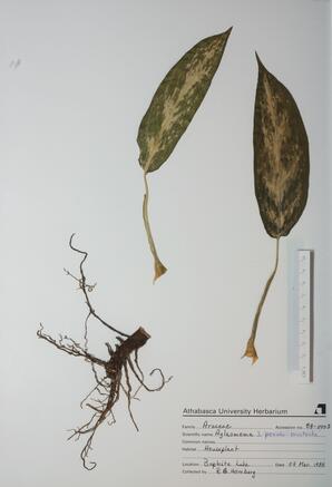 Aglaomema (.""pseudo-bracteata""): .""pseudo-bracteata""