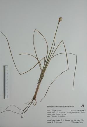 Eriophorum brachyantherum (Cotton Grass): Cotton Grass