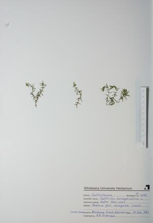 Callitriche hermaphroditica (Water Starwort): Water Starwort