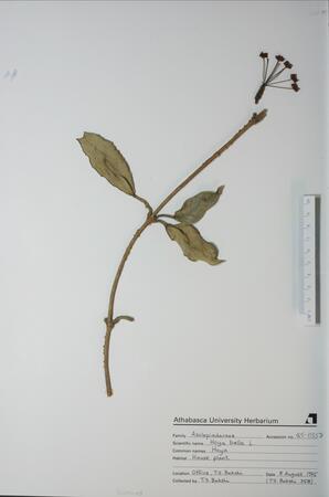 Hoya bella (Hoya): Hoya