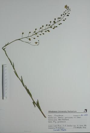  Neslia paniculata  (Ball Mustard)  