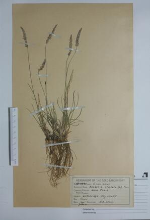   Koeleria cristata (Crested Hair Grass, June Grass)   
