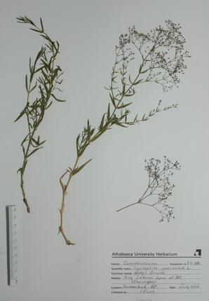 Gypsophilia paniculata (Baby's Breath): Baby's Breath