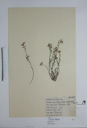 Lesquerella spathulata (Low Bladder pod): Low Bladder pod