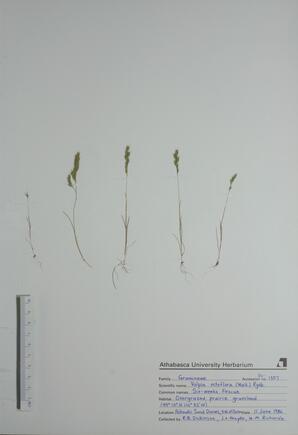 Vulpia octoflora (Six-weeks Fescue): Six-weeks Fescue