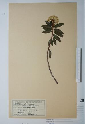 Ledum decumbens (Labrador Tea): Labrador Tea