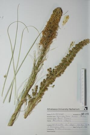 Xerophyilum tenax (Bear Grass): Bear Grass