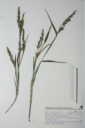 Echinochloa crusgalli (Barnyard Grass): Barnyard Grass