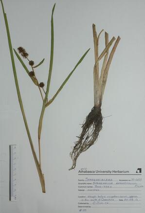   Sparganium angustifolium  (Slender Bur-reed)   