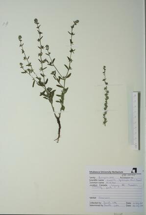 Lappula squarrosa (Blue-bur): Blue-bur