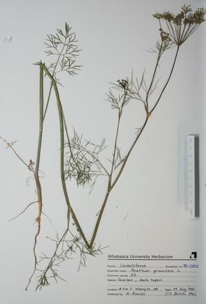  Anethum graveolens (Dill)  