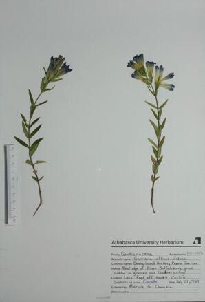 Gentiana affinis (Oblong-leaved Gentian): Oblong-leaved Gentian
