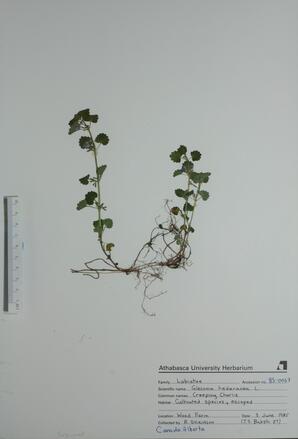  Glecoma hederacea (Creeping Charlie)  