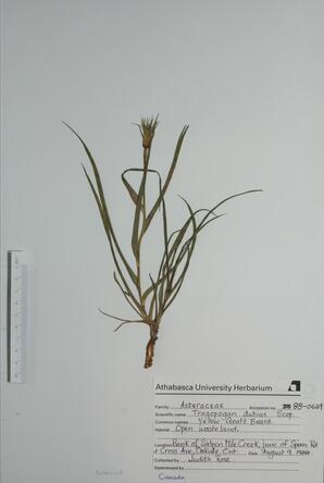 Tragopogon dubius (Goat's-beard): Goat's-beard