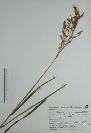 Avena fatua (Wild Oats): Wild Oats
