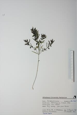   Melampyrum lineare  (Cow Wheat)   