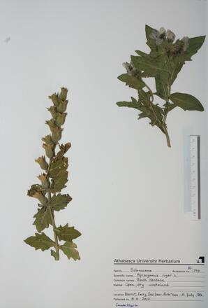 Hyoscyamus niger (Black Henbane): Black Henbane