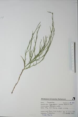  Lygodesmia juncea  (Skeleton-Weed)  
