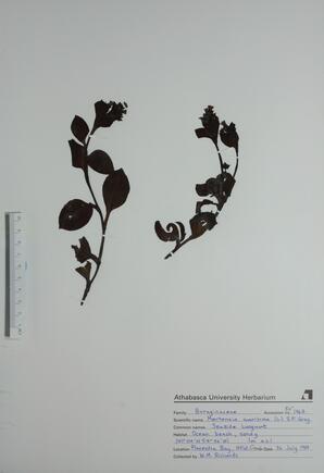 Mertensia maritima (Seaside Lungwort): Seaside Lungwort