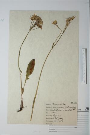 Senecio balsamifae (Balsam Groundsel): Balsam Groundsel