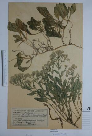  Hymenophysa pubescens   