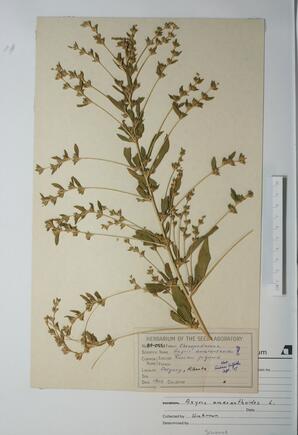 Axyris amaranthoides (Russian Pigweed): Russian Pigweed