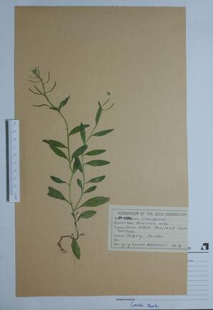Brassica alba (White mustard): White mustard