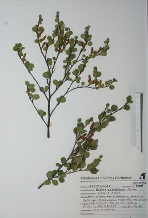   Betula glandulosa  (Dwarf Birch)   