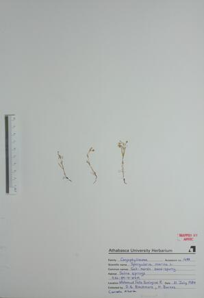 Spergularoa marina (Saltmarsh Sandspurroy): Saltmarsh Sandspurroy