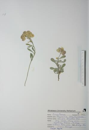 Physaria didymocarpa (Double Bladder Pod): Double Bladder Pod