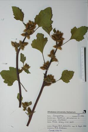 Xanthium strumarium (Cocklebur): Cocklebur