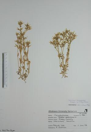 Cerastium brachypodum ()
