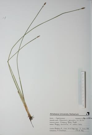 Eleocharis palustris (Creeping Spike Rush): Creeping Spike Rush