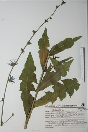 cichorium intybus (chicory): chicory