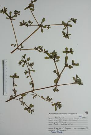  Portulaca oleraceus (Purslane)  