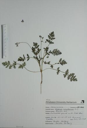   Erodium Circutarium (Stork's bill)   